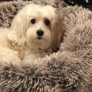 Meet your Posher, Ilene